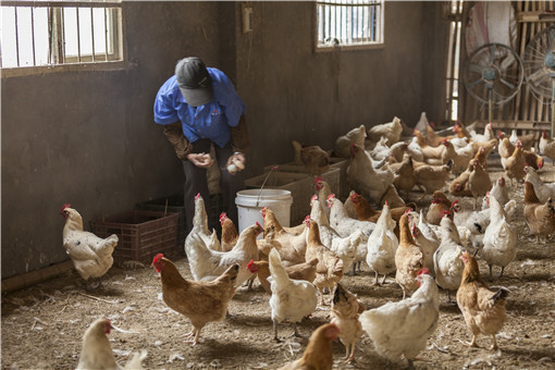 农村养鸡-摄图网