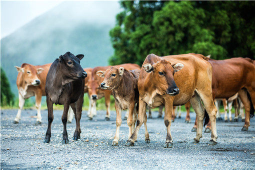 10头牛一年利润是多少?如何养殖比较好?