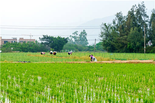 农业农村部专家组到东宁市考核评估农村集体产权制度改革工作-摄图网
