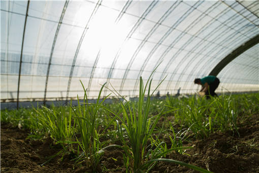 溫室大棚種植怎麼選擇朝向溫室最好建在哪種土地上