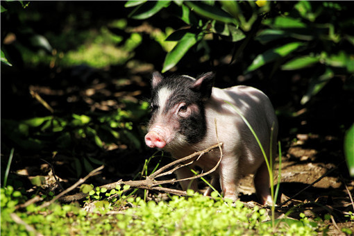 农村养猪-摄图网