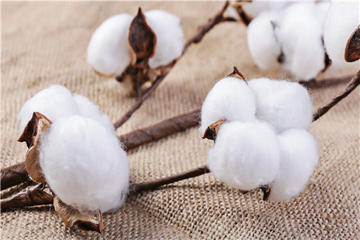 新疆长绒棉价格在多少钱一斤-摄图网